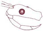 fig3.JPG (6973 bytes)