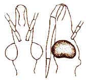 fig5a.JPG (14549 bytes)