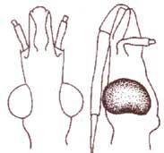 fig5b.JPG (11810 bytes)