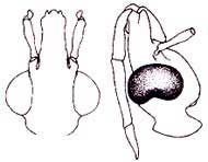 fig6aa.JPG (11561 bytes)