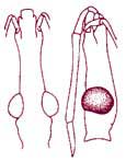 fig6b.JPG (9320 bytes)