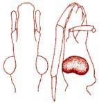 fig6c.JPG (10921 bytes)