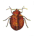 hemipteros.gif (9458 bytes)
