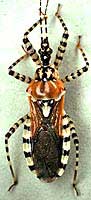 reduviid_200.jpeg (7989 bytes)