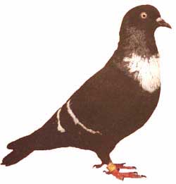 Columba livia domestica