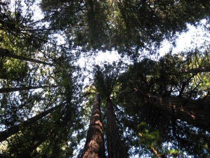 The Muir Redwoods
