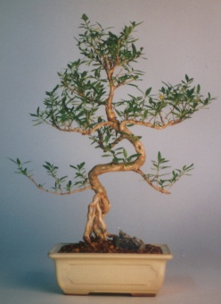 A bonsai tree