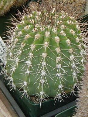 Cactus 1