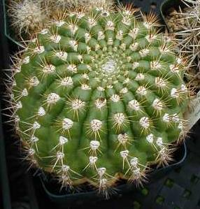 Cactus 2