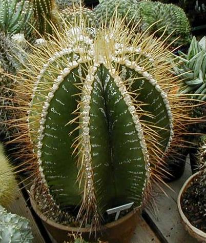 Cactus 3