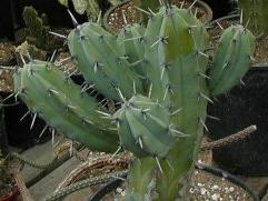 Cactus 4