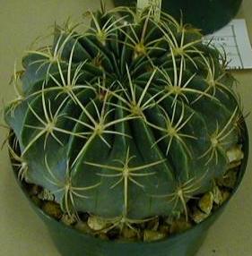 Cactus 5