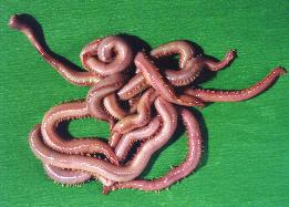                    BLOODWORMS              
ONE OF THEM EXTRUDING HIS MOUTH
         >> CLICK TO ENLARGE << 