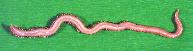          BLOODWORM
SIZE = 8"   (20 cm ABOUT)
 >> CLICK TO ENLARGE << 