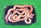                 BLOODWORMS
PACKED IN A SMALL PLASTIC BOX
   WITH BLACK VOLCANIC SAND
     >> CLICK TO ENLARGE << 