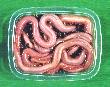                BLOODWORMS
PACKED IN A SMALL PLASTIC BOX
           WITH QUARTZ SAND
      >> CLICK TO ENLARGE << 