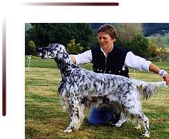 Best and Reserve in Show