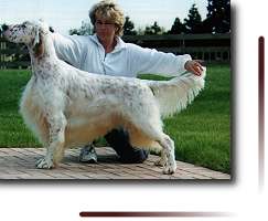 Best and Reserve in Show