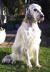 Ch Saxilby Southern Belle CDX