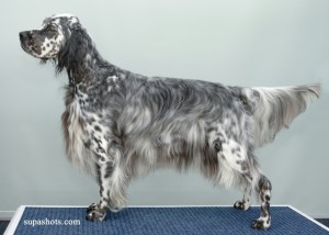 ES of Year - NZ Ch Graylors Blue Blaze (Imp Aust)