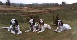 Working English Setters