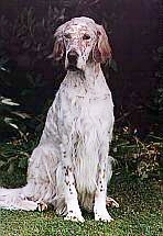 Lacey