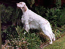 Lacey