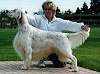 NZ Gr Ch Tarquin Llexington (Imp Aust)