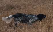 Aust. FTCh & FCh Gamemaster Fernhill