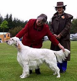 Best and New Zealand Bredcin Show