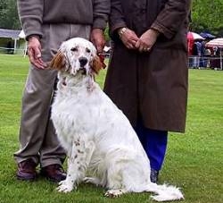 Puppy in Show