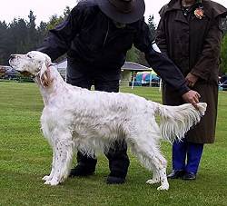 Veteran in Show