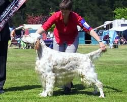 NZ Bred in Show