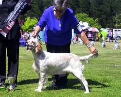 Puppy in Show