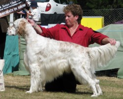 Intermediate in Show