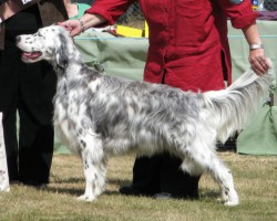 Junior in Show