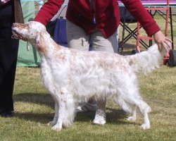 NZ Bred in Show