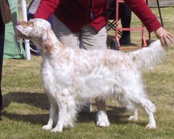Reserve Best in Show