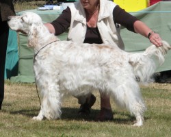 Veteran in Show