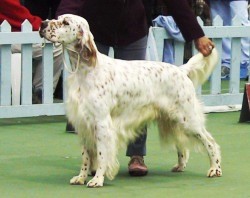 Dog CC Winner