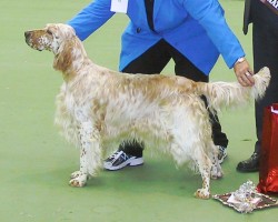 Intermediate in Show