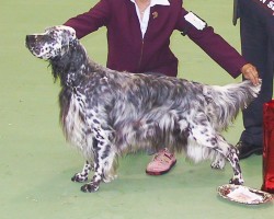 Junior in Show