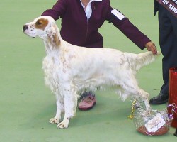 NZ Bred in Show