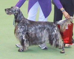 Veteran in Show