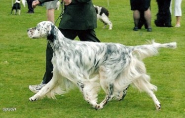 Ch Shelta Bold Phoenix