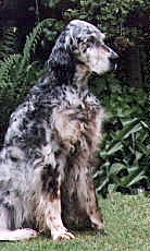 Pepper