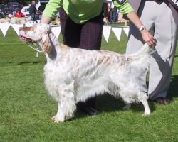 Intermediate in Show
