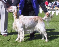 Junior in Show