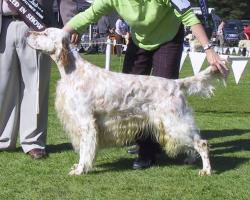 NZ Bred in Show