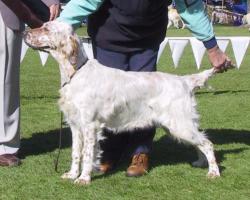 Puppy in Show
